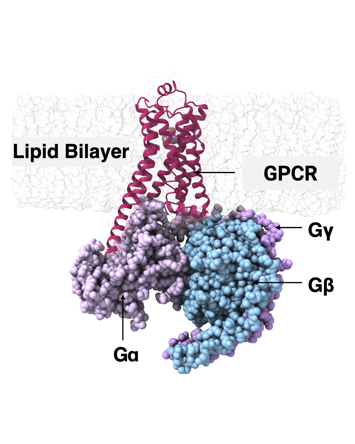 Molecular pharmacology research